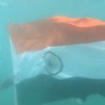 Har Ghar Tiranga