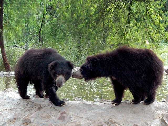 Bear