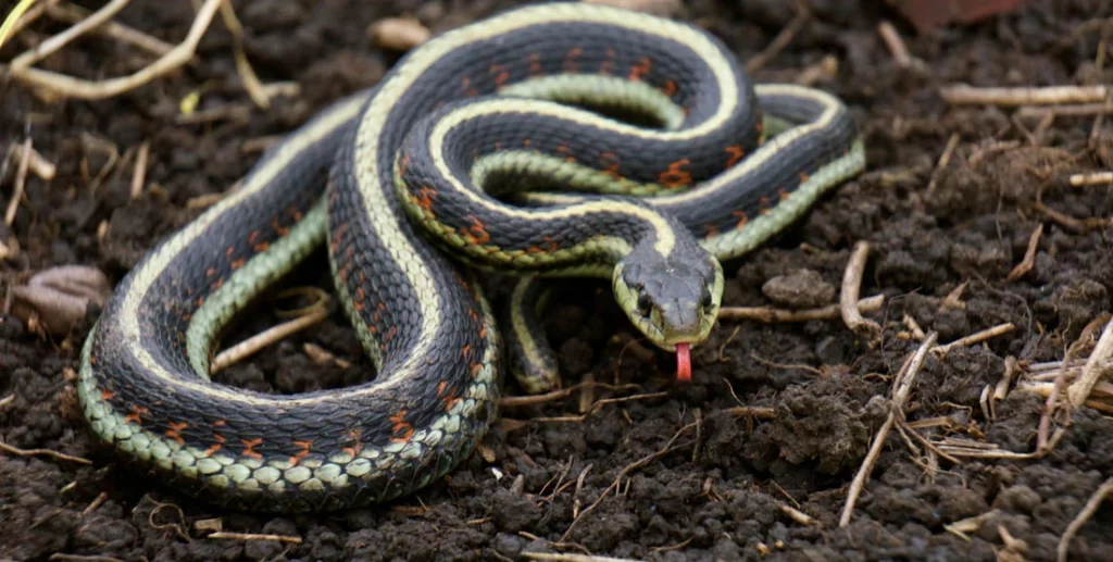 Common-garter