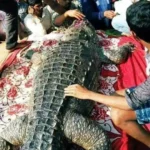 Crocodile