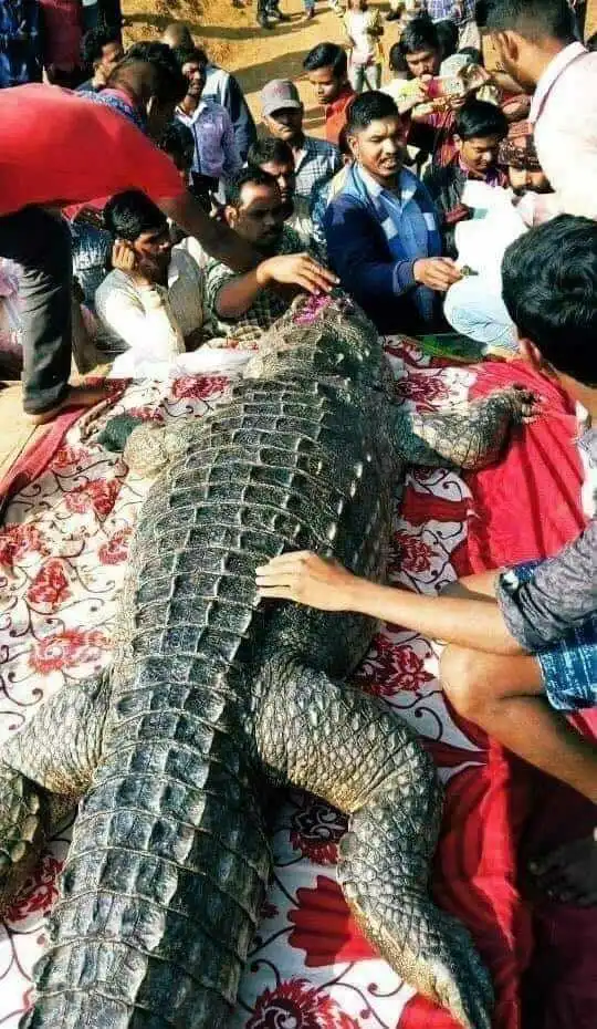 Crocodile