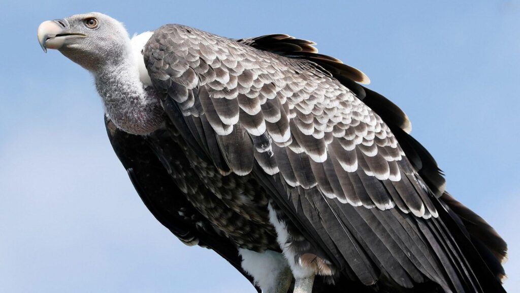 Vulture