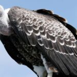 Vulture