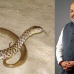 amit shaha