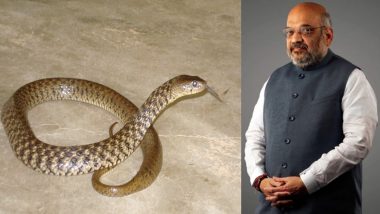 amit shaha