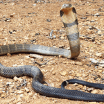 cobra