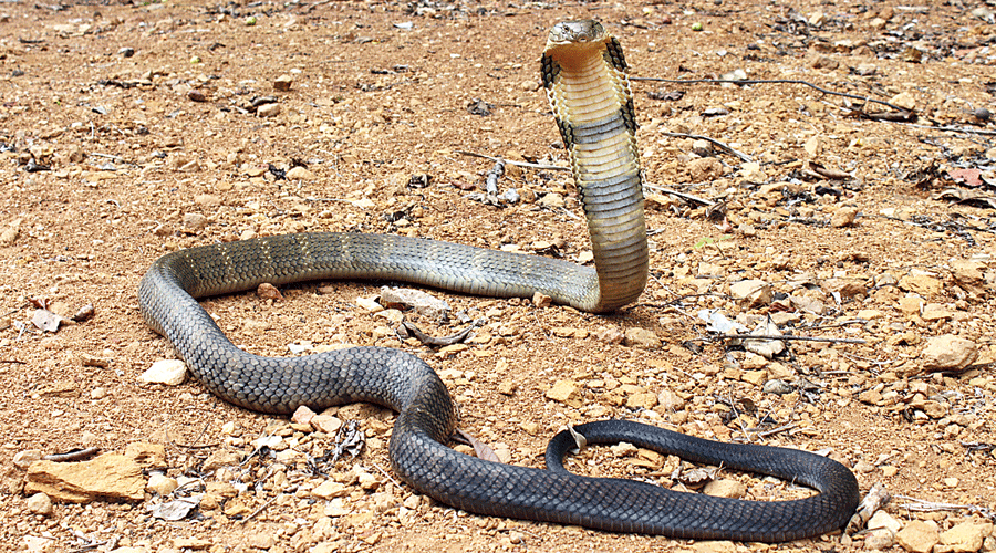 cobra