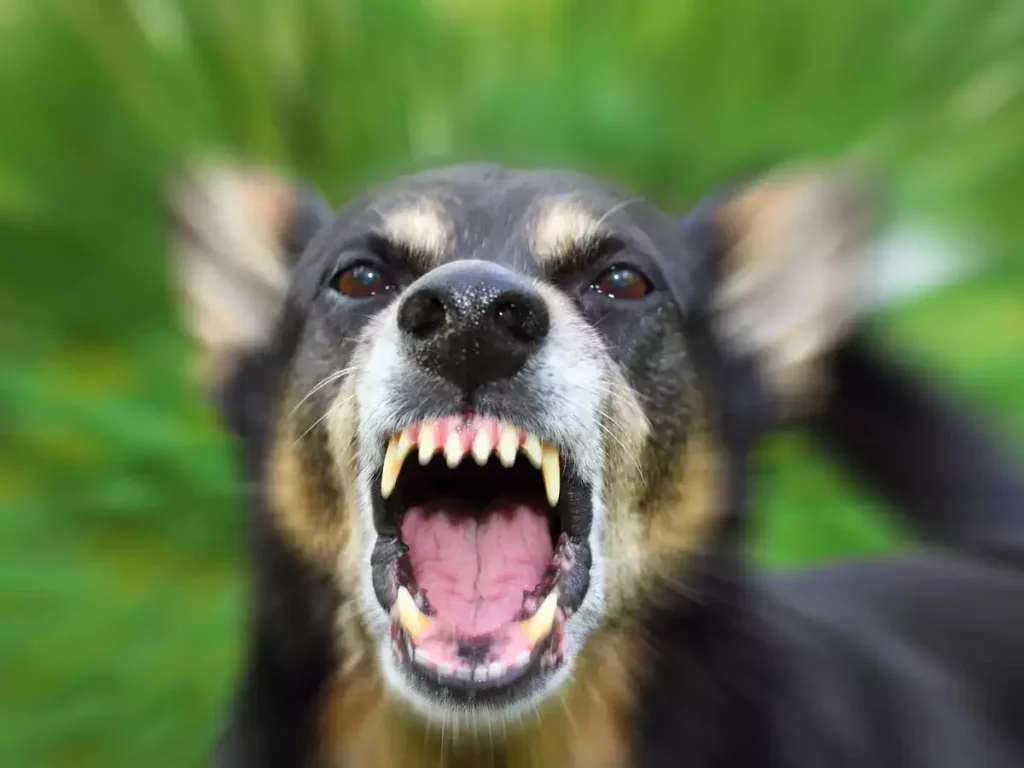 dog-attack