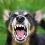 dog-attack