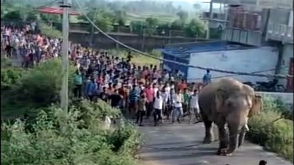 elephant