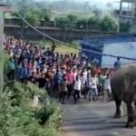 elephant