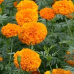genda-phool-flower