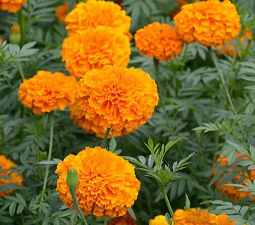 genda-phool-flower
