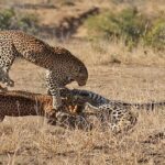 leopard