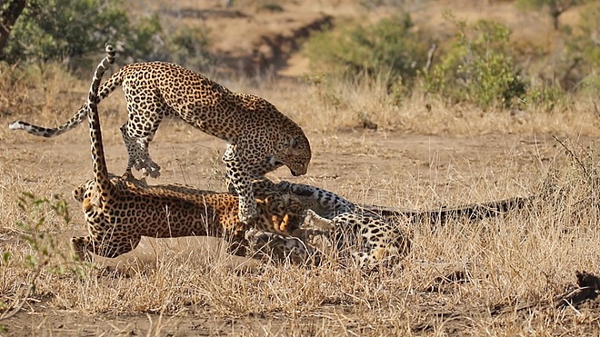leopard
