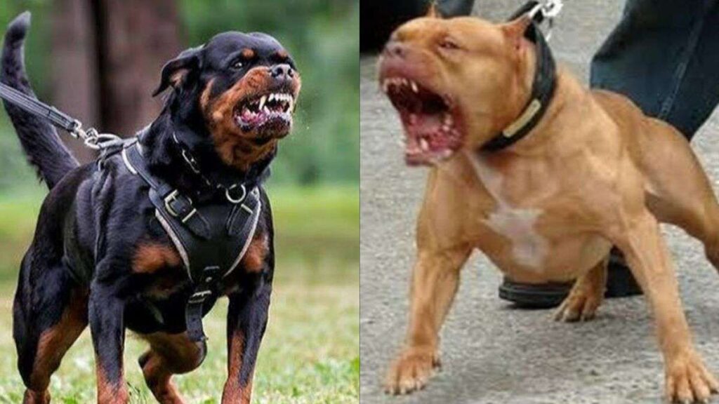 pitbull-and-rottweiler