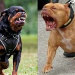 pitbull-and-rottweiler