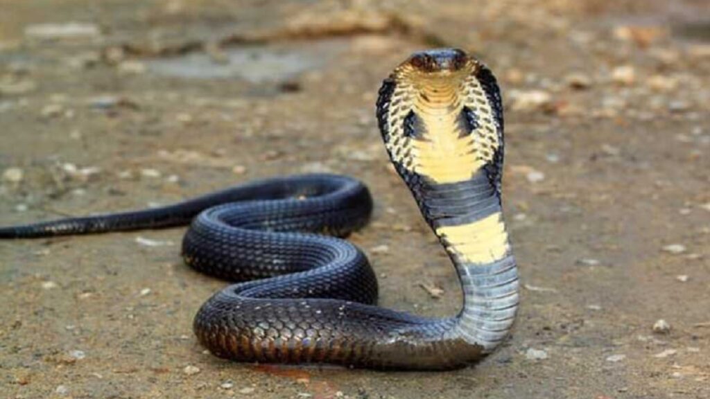 snake
