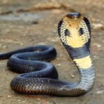 snake