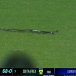 snake