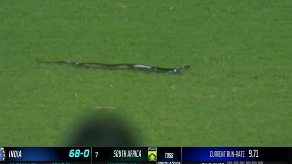 snake