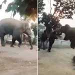 angry-elephant