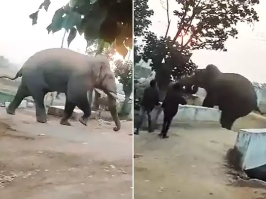angry-elephant