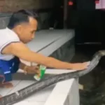 cobra-bath
