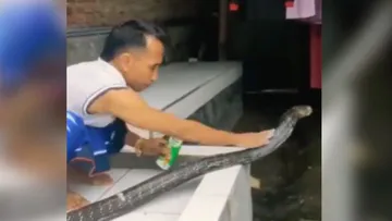 cobra-bath