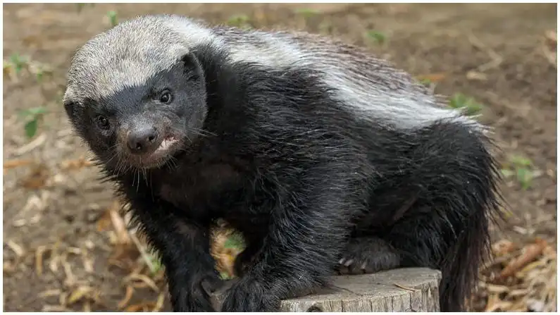 honey badger