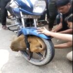 monkey
