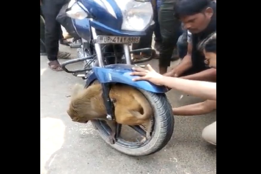 monkey