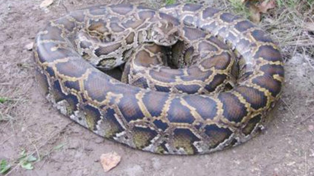 python