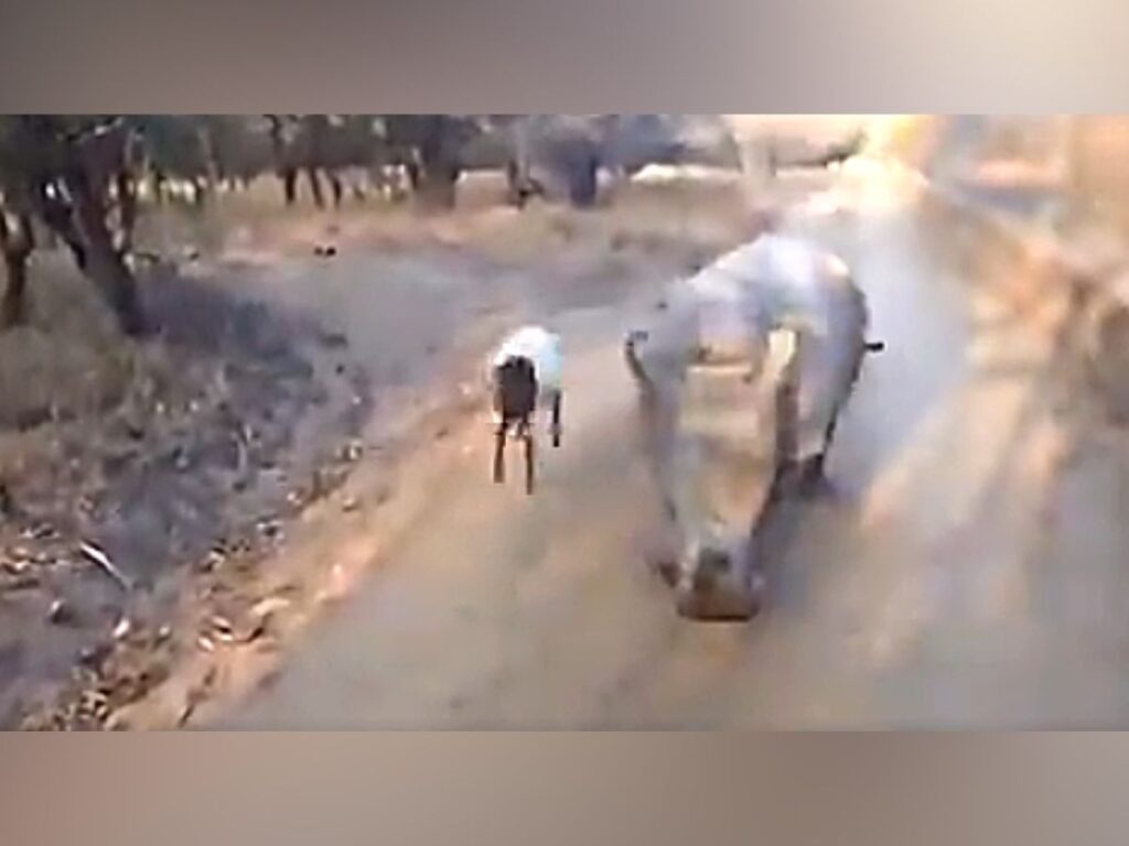 rhino-goat-cute