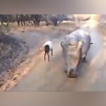 rhino-goat-cute