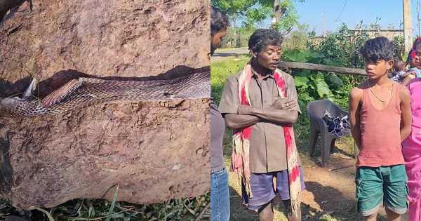 snake