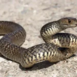 snake