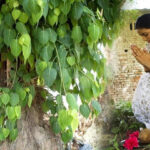 Pipal-tree