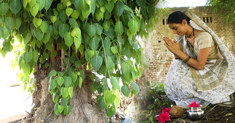 Pipal-tree
