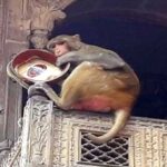 monkey