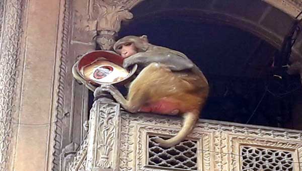 monkey