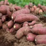 sweet-potato