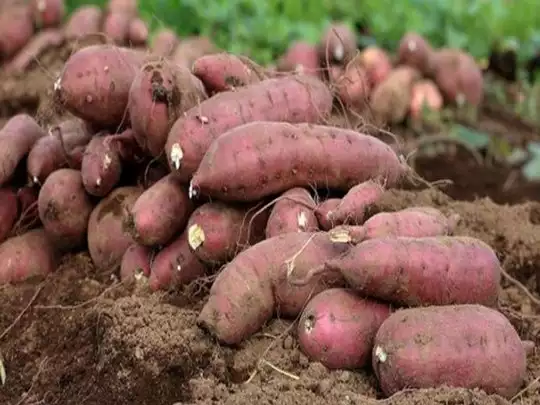sweet-potato