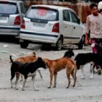 SC ने कुत्तों को शेल्टर होम भेजने के फैसले को पलटा