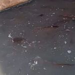 गोवर्धन में मानसी गंगा का जल हुआ जहरीला