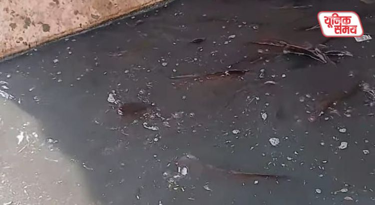 गोवर्धन में मानसी गंगा का जल हुआ जहरीला