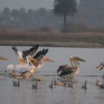 'जोधपुर झाल' से होगी एशियन वाटरबर्ड सेंसस की शुरुआत