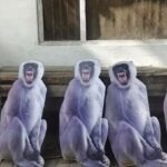 'Special Force' to be deployed to protect the President from monkeys