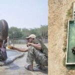 Wildlife SOS Launches 'Summer Protocol'