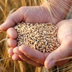 Modi Cabinet's big gift to farmers